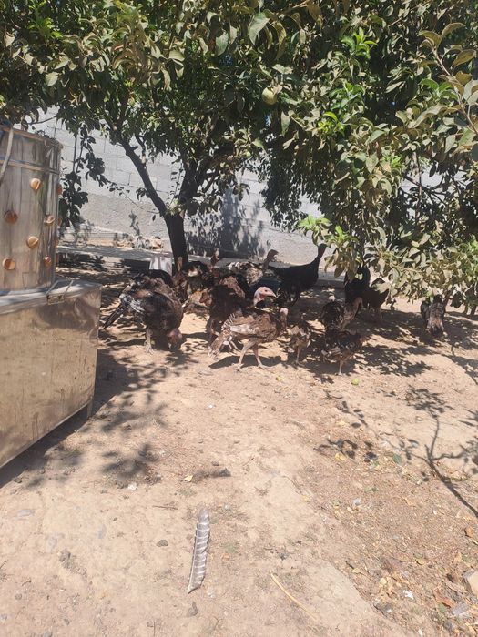 Ундук балапандары