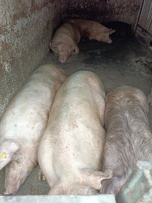 Продам свиней больших