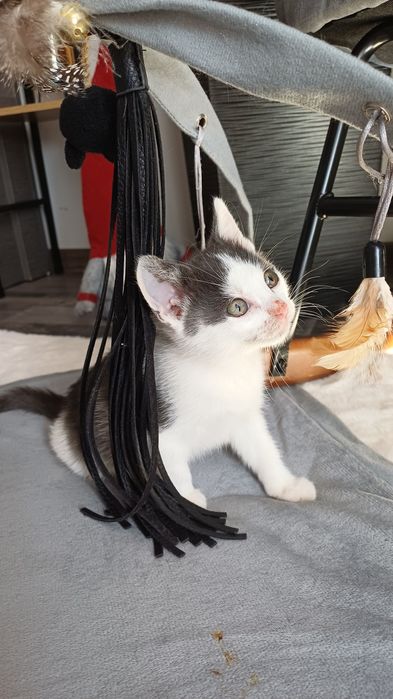 Adopție pentru un suflețel