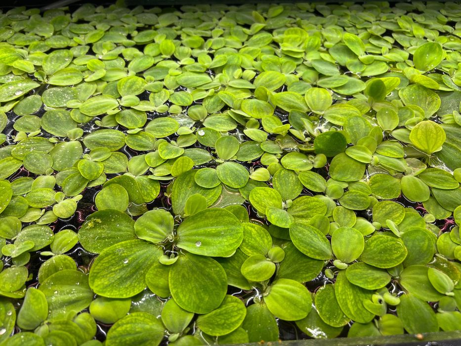 Plante acvariu de suprafață