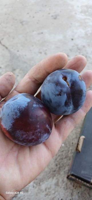 Продам саженцы яблони и груши