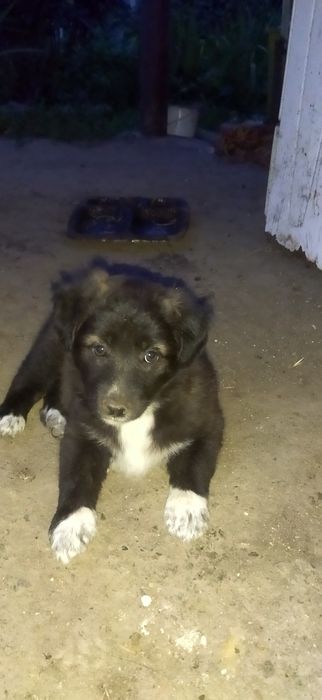 Отдаю щенков, все девочки.
