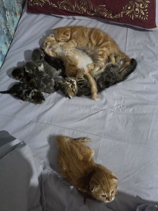 Котята  веслоухию