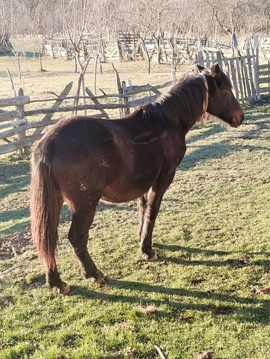 Iapa cu varsta de 1 an jumate