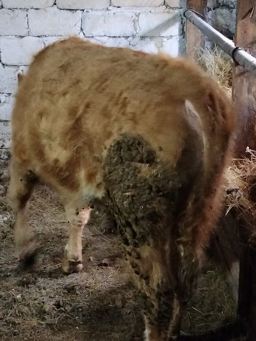 Продам бычка 1.5 годика