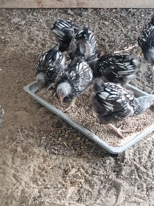 Продам цеплять Виандот