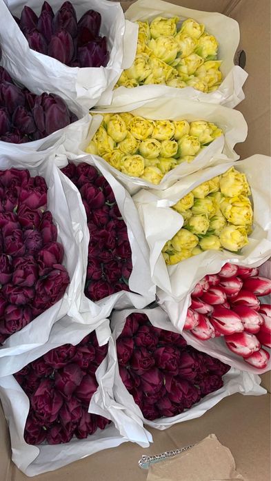 Например Цветыыы