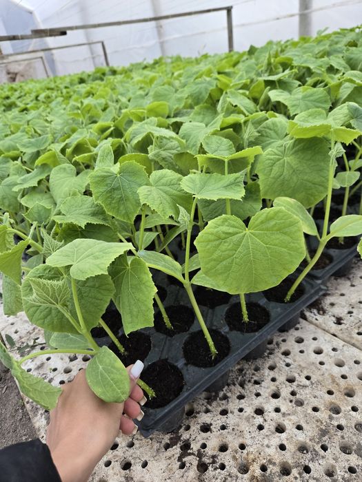 Расъд краставица тримакс