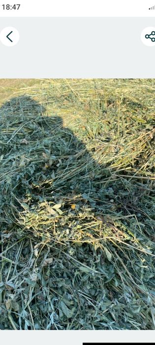 Vand  baloți lucernă