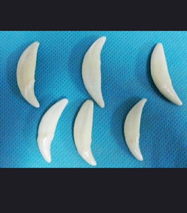 1 buc. 35-40 mm: Colț de lup folosit ca piatra de agata la slefuit aur