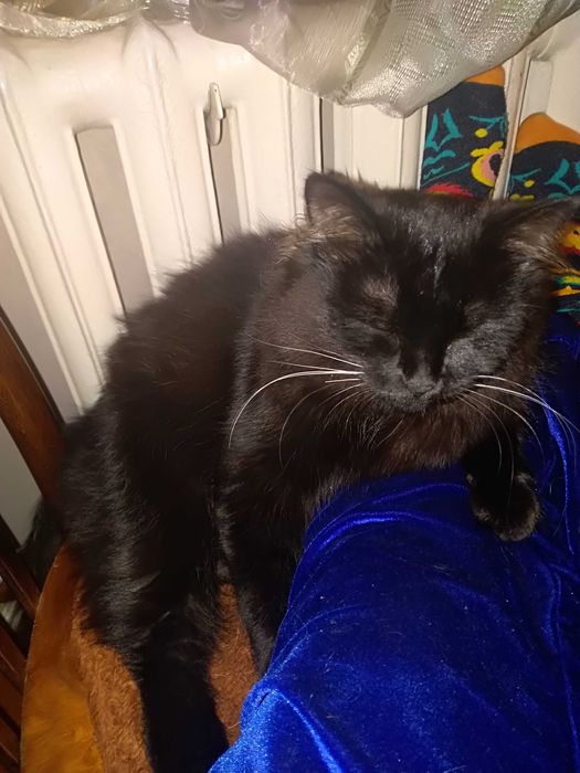 Красивая, молодая кошечка ищет новый дом.