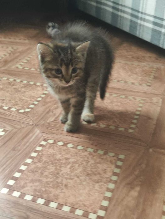 Отдам котят в добрые и заботливые руки