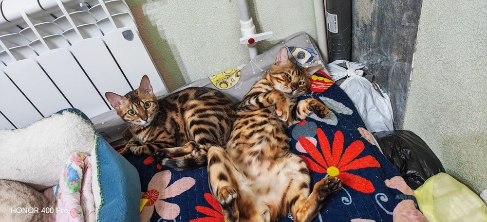 Бенгальские котята