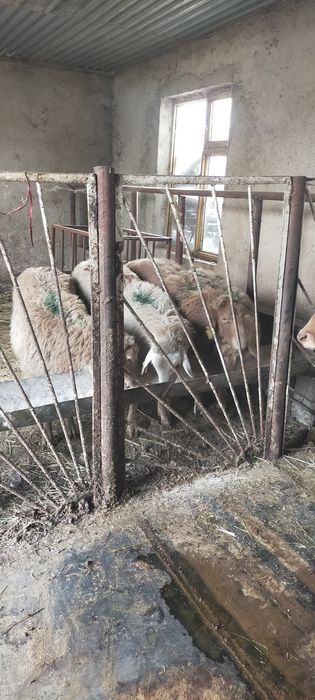 Продам тохты костраты жирные цена 95 тысяч без торга