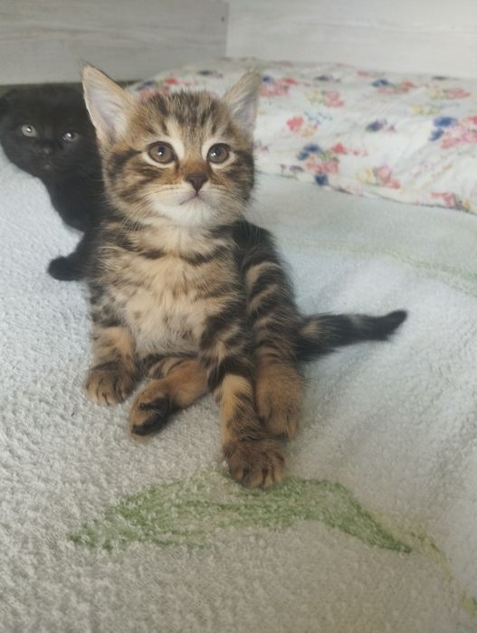 Продаются котята шотландские вислоухие