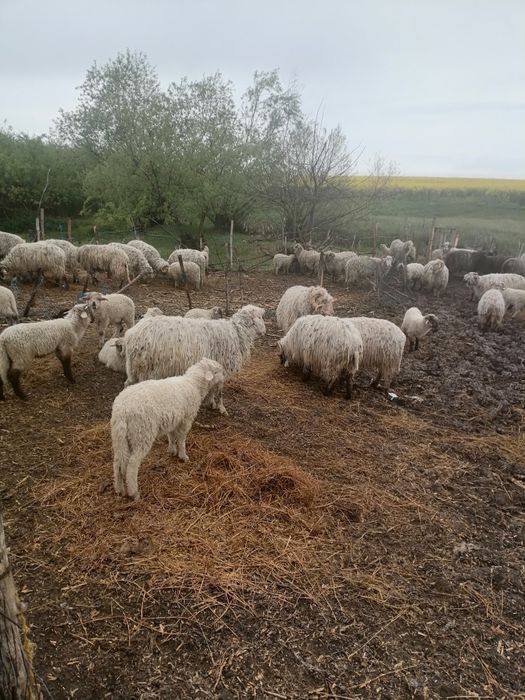 Vând 40 de oi cu miei si fara miei
