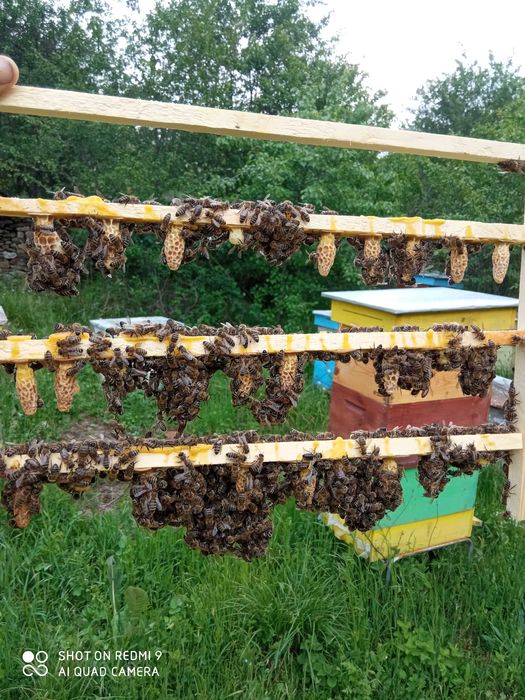 Пчелни отводки 2026г.