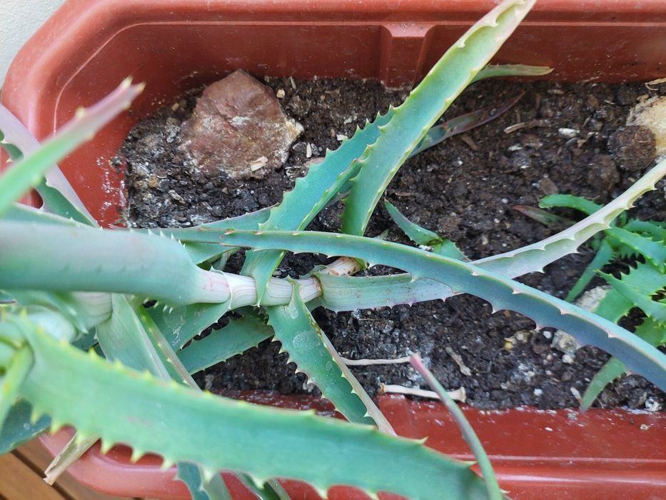 Алое Вера лечебно растение на 2 години