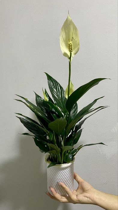 Цветок Спатифиллюм ОПТОМ - Женское счастье