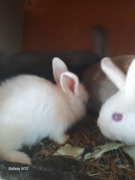 Vând iepuri si rațe