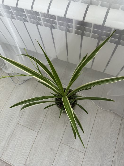 Хлорофитум Variegatum