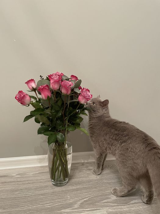 Британка в добрые руки