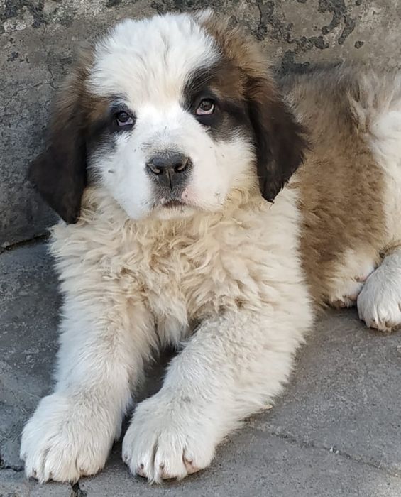 Продам щенков Сенбернар