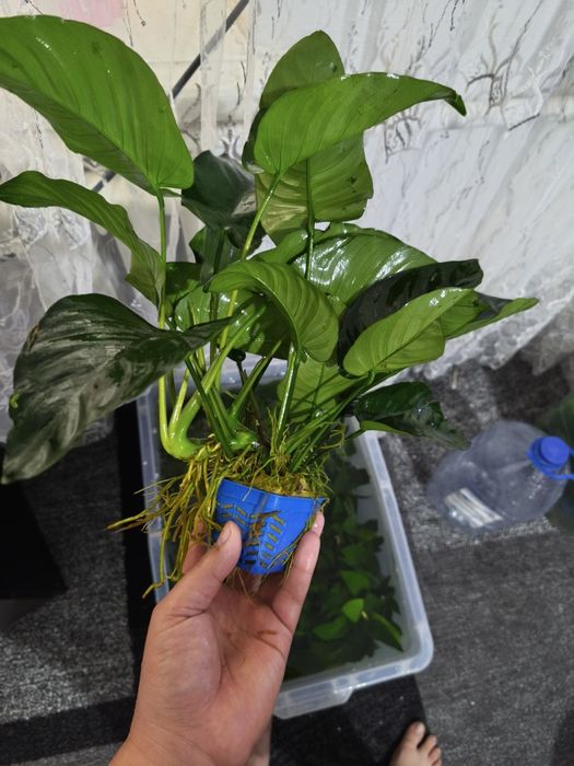 Anubias gigant sort