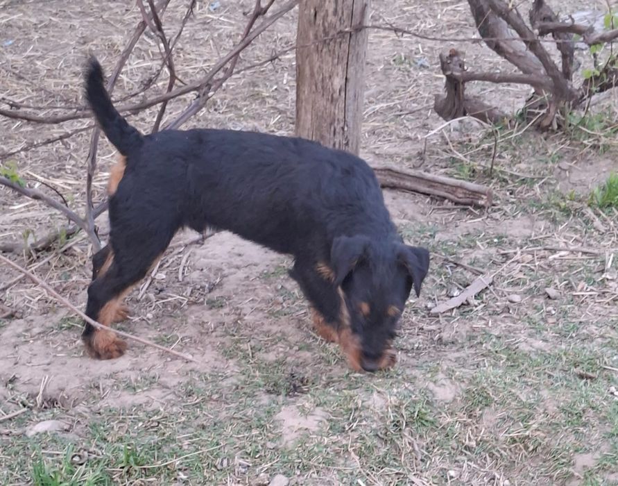 Catel Jagdterrier