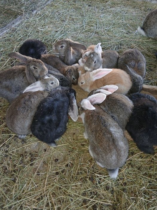 Продам крольчат по 3 тысячи