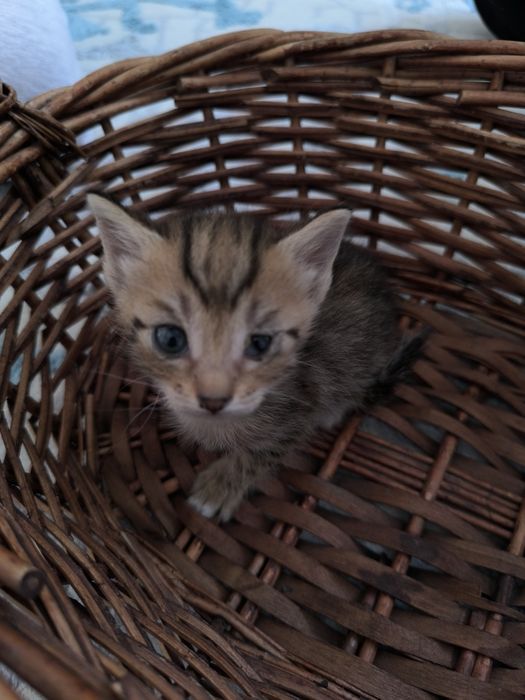 Милые котята в добрые руки