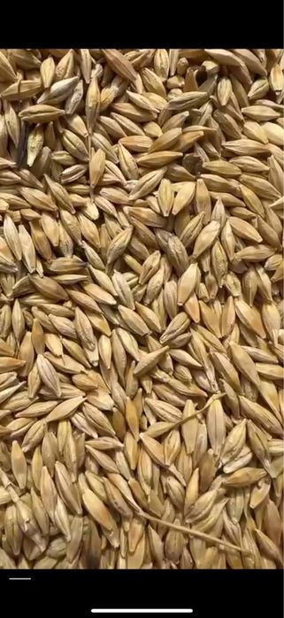 Арпа голд / Сифати яхши / Янгиюль