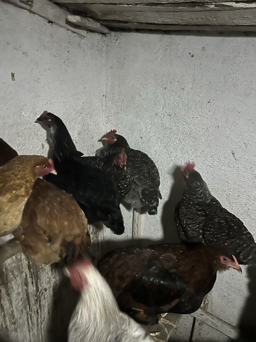 Петушки молодые разные