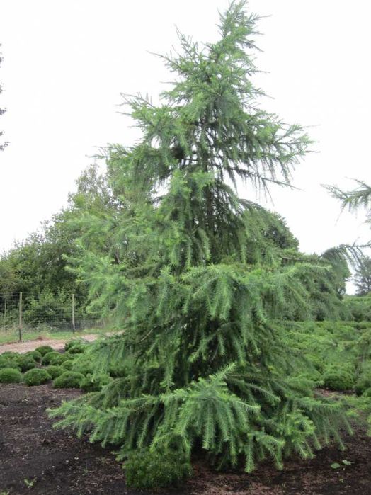 Puieti larice japoneza- Larix kaempferi