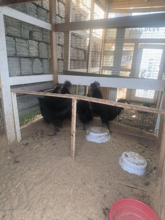 Ухаюль. Хорозлари