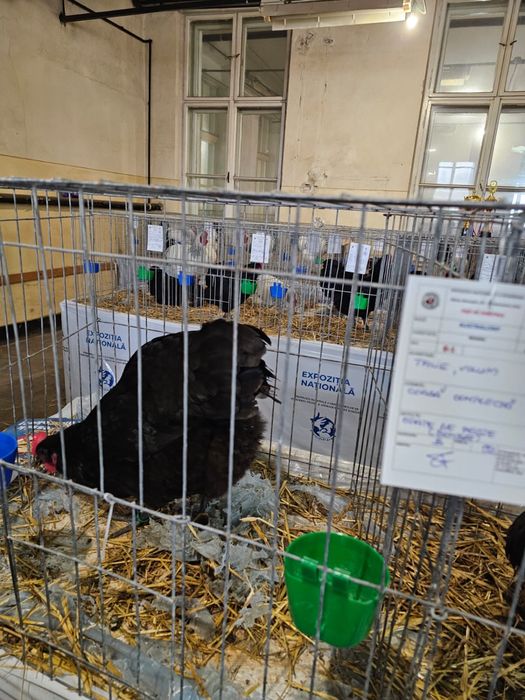 Vand oua incubat Australorp Negru