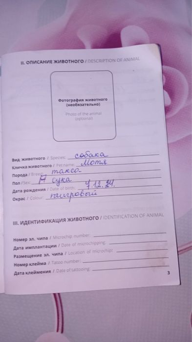 Продам собаку такса девочка