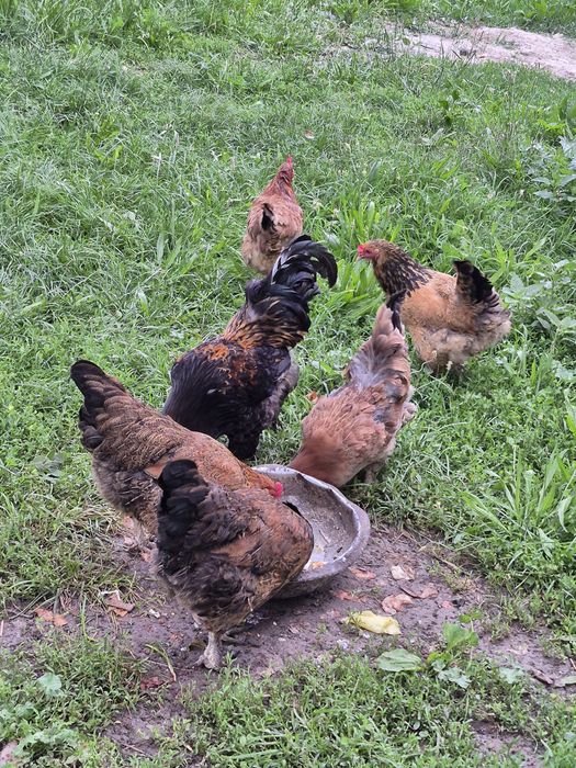 Продам домашные куры пародный