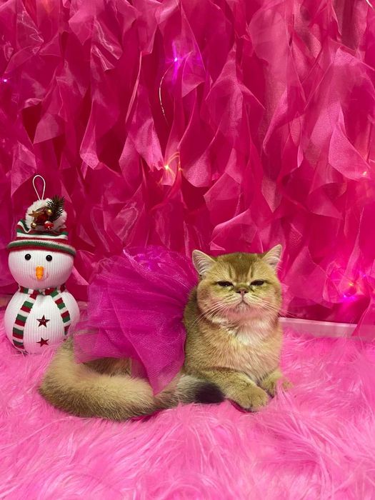 Груминг салон Домашний любимец