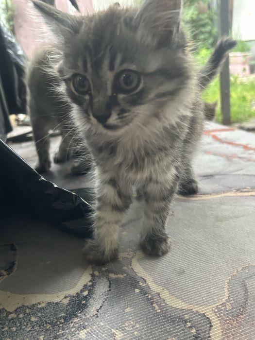 Отдам котенка в хорошие руки