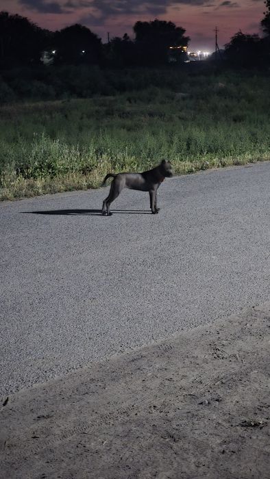 Пидбуль девушка.