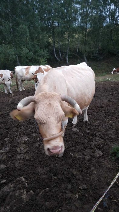 Vaca gestanta de vanzare