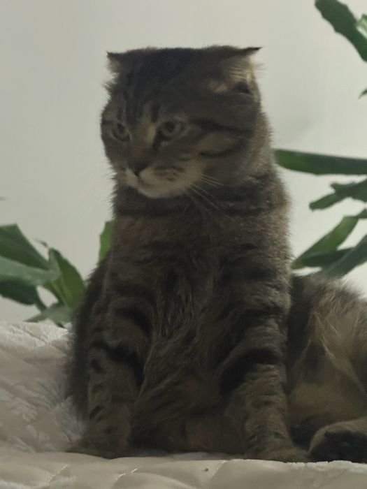 кошка шотландская вислоухая
