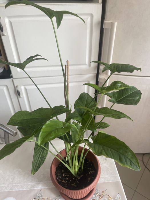 Продам комнатные цветы