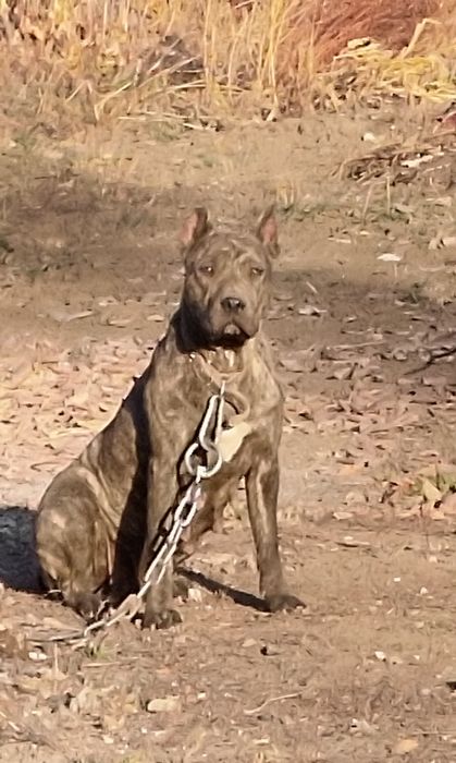 Американский питбуль