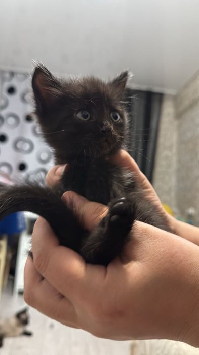 Котенок чёрненький, девочка