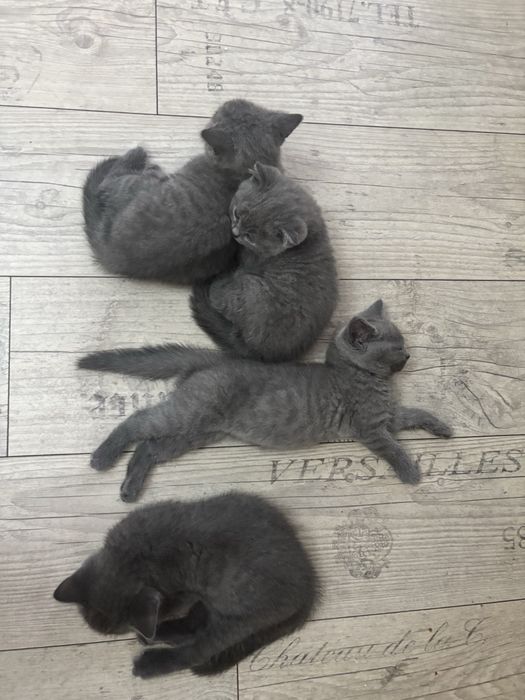 Чистокръвни британски късокосмести котенца