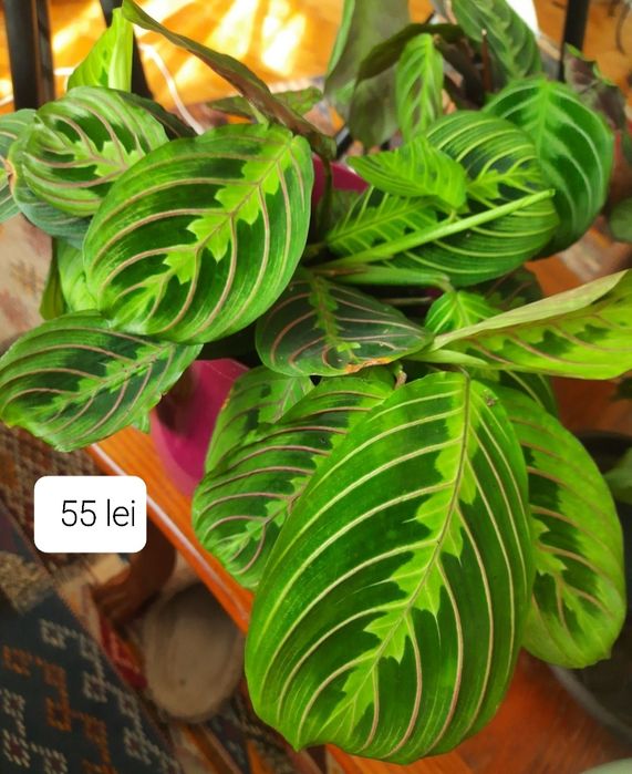 Flori & plante tropicale Calathea , Maranta si Ctenanthe.