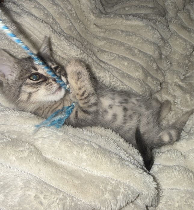 Подарявам бебе коте