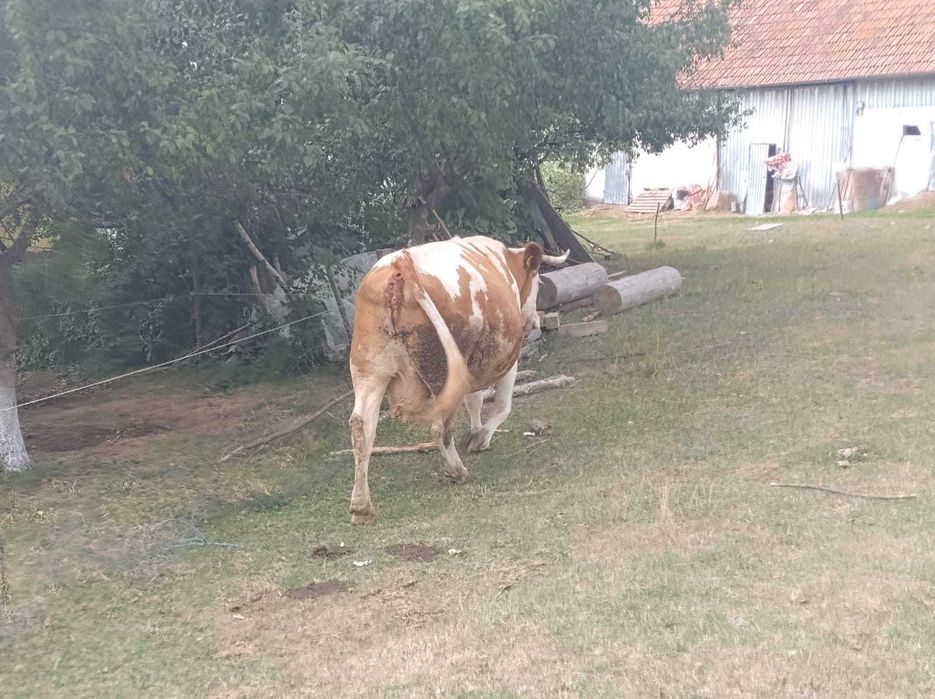 vaci de vanzare și vitei